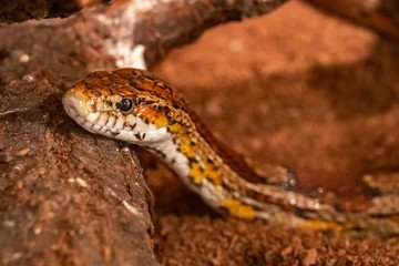 Obraz na płótnie Canvas Corn snake.Pantherophis guttatus. Spotted tree-climbing snake.