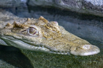 the head of a crocodile in water with the closed mouth close-up