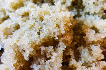 Caviar of carp. Collecting carp caviar in basin.