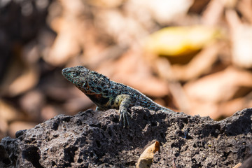 A Lava Lizard (Microlophus delanonis) sits on a rock on Isla Santa Cruz in the Galapagos Islands