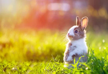 Fotobehang Cute little bunny in grass with ears up looking away © tutye