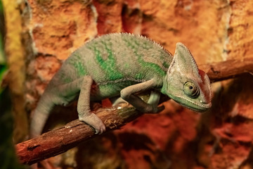Yemeni chameleon on a branch.close up.Chamaeleo calyptratus