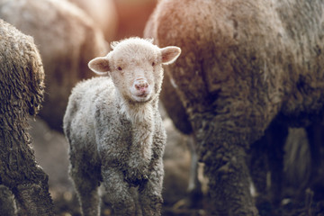 Fototapeta premium Little and dirt lamb looking at camera with sunset atmosphere