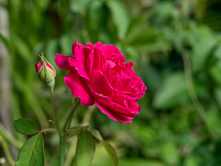 Close up deep pink rose flower with blur background.