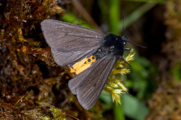 18.05.2019 DE, RLP, Mosel, Leiwen Kaiserbär Epatolmis luctifera ([DENIS & SCHIFFERMÃœLLER], 1775)