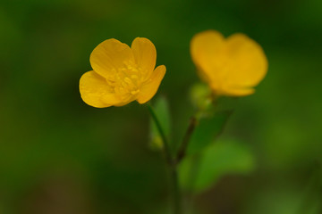 Bl&uuml;ten des Scharfen Hahnenfu&szlig; (Ranunculus acris)