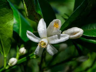 Close up of Orange flowers on a branch