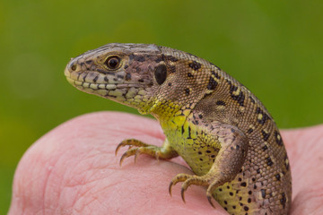 18.05.2019 DE, RLP, Mosel, Leiwen Zauneidechse Lacerta agilis