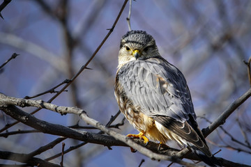 Prairie Falcon