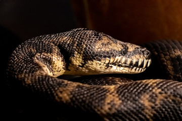 Carpet Python. Morelia spilota variegata.