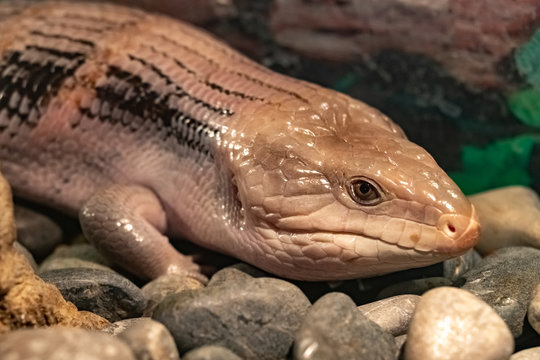 sandfish skink.close up.Scincus scincus 