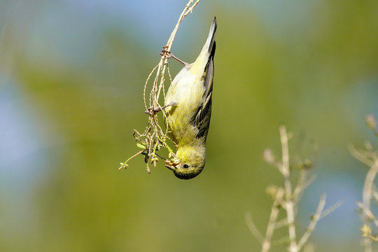 Lesser Goldfinch