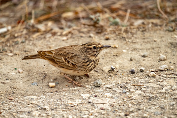 The Calandra lark on the ground.Melanocorypha calandra