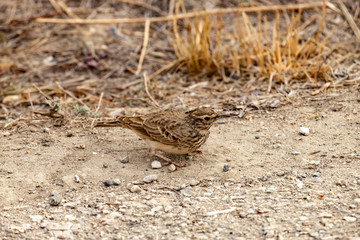 The Calandra lark on the ground.Melanocorypha calandra