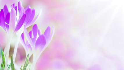 Spring awakening - Blossoming purple / pink crocuses illuminated from the morning sun - Spring background with space for text