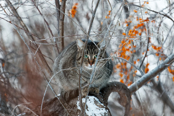Cat sits on a tree branch on a frosty winter day. Shallow focus.