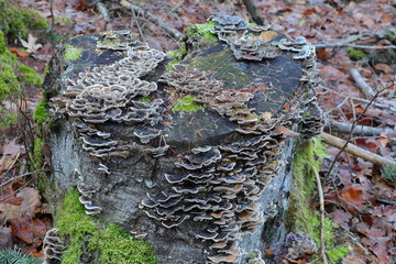 Baumpilz, Baumstumpf, Wald