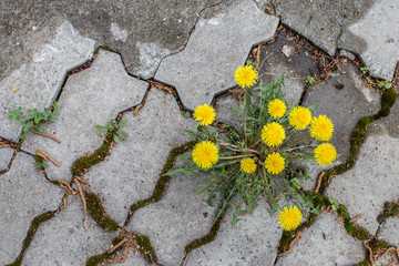 dandelion Bush grows in the pavement tiles close-up. A flower breaks through a pavement slab-a concept of perseverance and the power of nature.