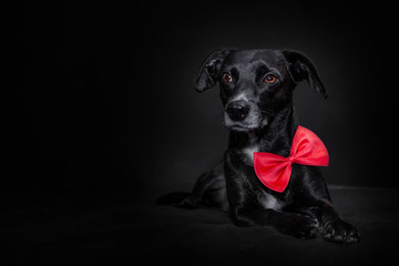 Black dog and black background