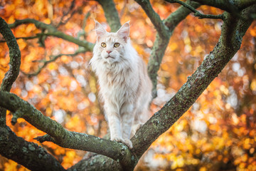 Maine Coon sitting,  orange autumn tree 