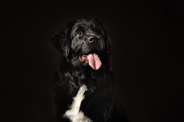 low key portrait of Newfoundland dog.  Black on black background, white blaze on chest, smiling...