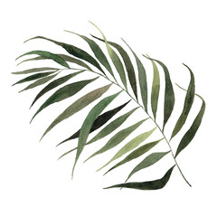 Watercolor green tropical palm leaf