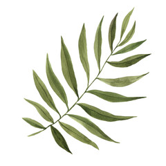 Watercolor green tropical palm leaf