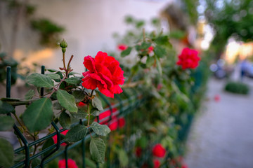 Obraz premium Beautiful red rose flower, called don juan red climbing rose, on fence with natural background close up