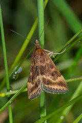 19.05.2019 DE, RLP, Mosel, Leiwen Olivbrauner Zünsler, Olivenbrauner Zünsler Pyrausta despicata (SCOPOLI, 1763)