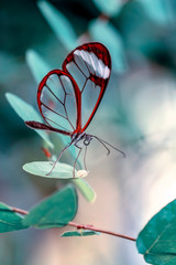 Glasswing Butterfly (Greta oto) in a summer garden