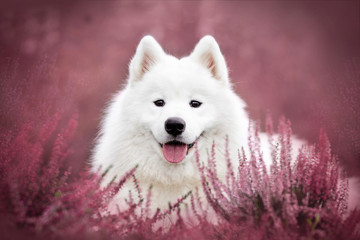 Samoyed dog portrait  - Powered by Adobe