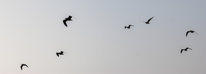 Fototapeta premium CRAB PLOVER BIRDS IN TO THE SKY