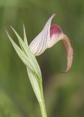 Obraz premium Serapias cf stenopetala small and beautiful wild red or yellow wild orchid with spear-shaped lip