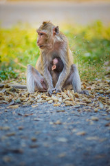 Fototapeta premium The love of mother and baby monkey