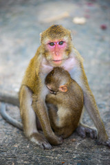 The love of mother and baby monkey