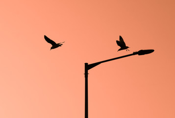 CRAB PLOVER BIRDS IN TO THE SKY