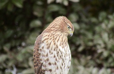 View of Cooper's Hawk perched on a fence. Green foliage is visible in the background.