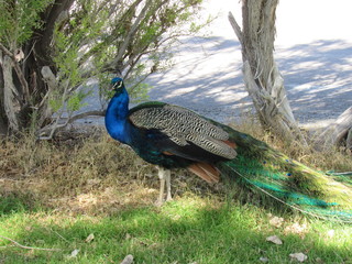 Obraz premium Beautiful peacock roaming freely at a park