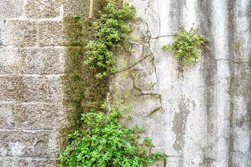 An old house with a green Bush growing in the wall