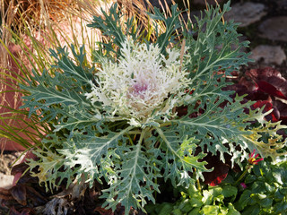 (Brassica oleracea) Chou d'ornement 'Peacock' ou chou potager décoratif au feuillage lacinié,...