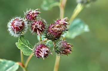 The buds of burdock