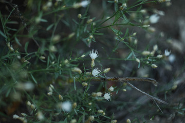 branches of a tree