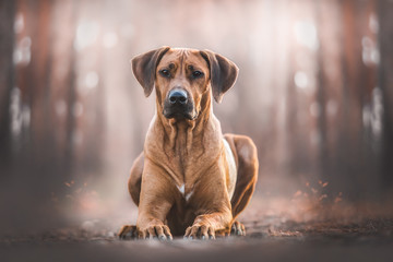 Rhodesian Ridgeback dog portrait 