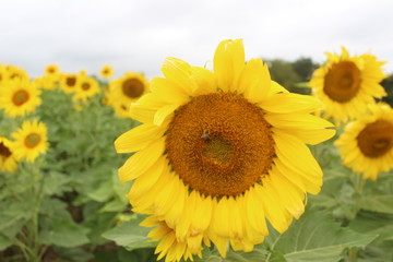 Sunflower