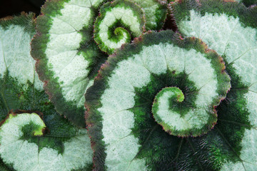 Ornamental Leaves of Begonia Plant Natural Abstract Pattern Background