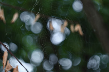 spiderweb