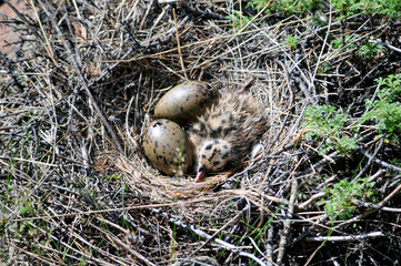 Three seagull eggs in a nest on dark rocks