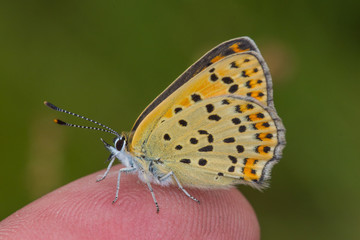 19.05.2019 DE, RLP, Mosel, Leiwen Brauner Feuerfalter Lycaena tityrus (PODA, 1761)