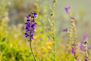 Summer flowers in a field among green grass_