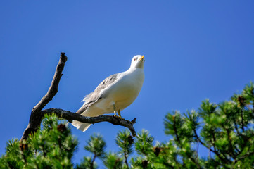 seagulls on a tree